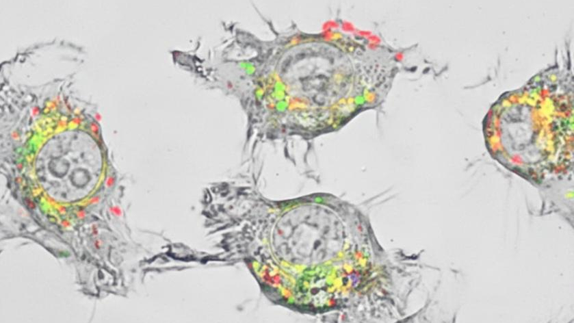 A treatment has been discovered that could be up to 20,000 times better against cancer.