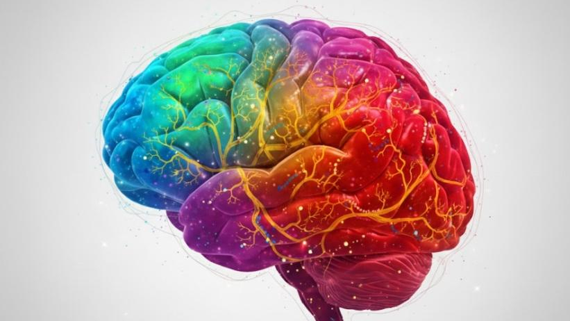 The incredible first map of brain development showing how stem cells transform into neurons.